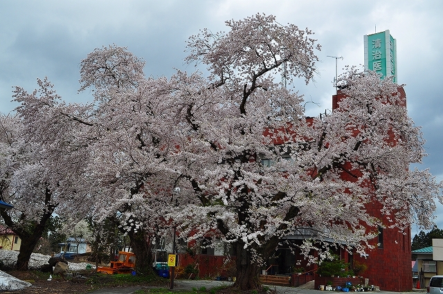 桜