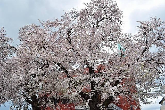 桜