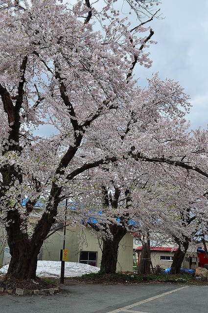 桜