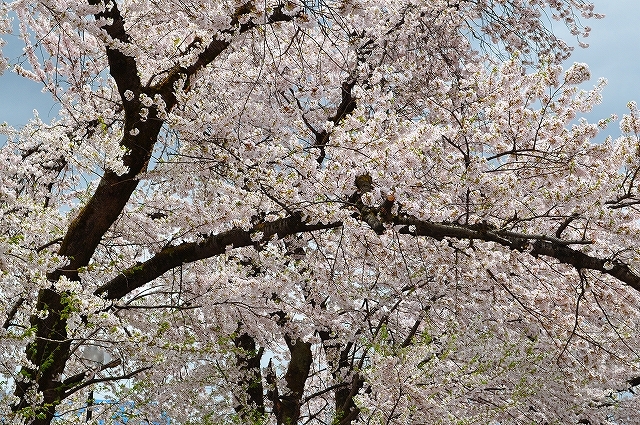 桜