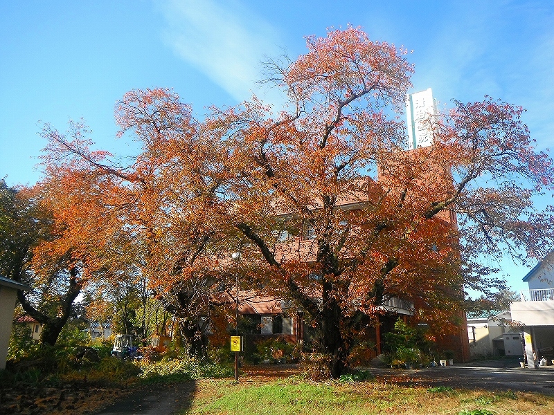 紅葉